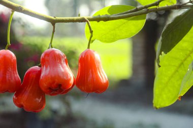 Dallarına yapışmış taze kırmızı su guava, thongsamsi su guava, taze kırmızı su guava ve yemeye hazır.