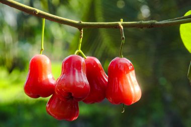Dallarına yapışmış taze kırmızı su guava, thongsamsi su guava, taze kırmızı su guava ve yemeye hazır.