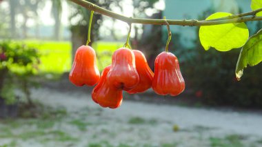 Dallarına yapışmış taze kırmızı su guava, thongsamsi su guava, taze kırmızı su guava ve yemeye hazır.