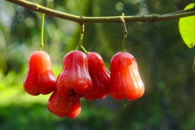 Dallarına yapışmış taze kırmızı su guava, thongsamsi su guava, taze kırmızı su guava ve yemeye hazır.