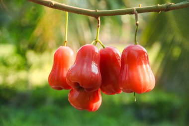 Dallarına yapışmış taze kırmızı su guava, thongsamsi su guava, taze kırmızı su guava ve yemeye hazır.