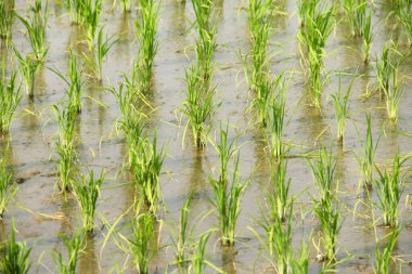 Pirinç tarlaları, büyümeye hazır taze pirinçlerle dolu.