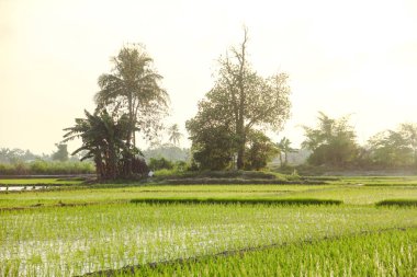 Pirinç tarlaları ve küçük pirinç bitkileri.