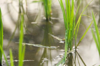 Pirinç tarlaları, büyümeye hazır taze pirinçlerle dolu.