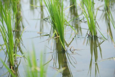 Pirinç tarlaları, büyümeye hazır taze pirinçlerle dolu.