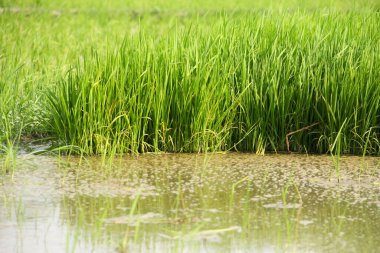 Pirinç tarlaları, büyümeye hazır taze pirinçlerle dolu.