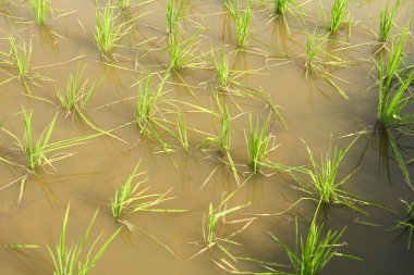 Pirinç tarlaları, büyümeye hazır taze pirinçlerle dolu.