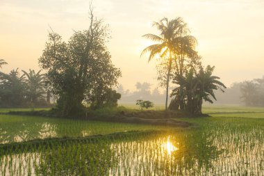 Pirinç tarlaları, pirinç bitkileri, gün doğumunda ağaçların siluetleri.