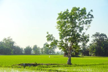Pirinç tarlaları ve küçük pirinç bitkileri.