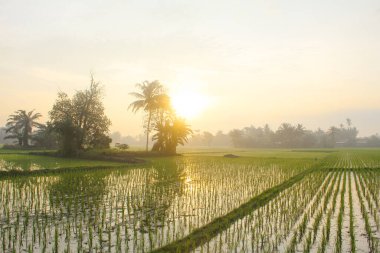 Pirinç tarlaları, pirinç bitkileri, gün doğumunda ağaçların siluetleri.