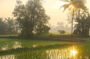Pirinç tarlaları, pirinç bitkileri, gün doğumunda ağaçların siluetleri.