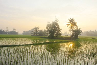 Pirinç tarlaları, pirinç bitkileri, gün doğumunda ağaçların siluetleri.