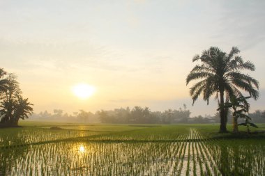 Pirinç tarlaları, pirinç bitkileri, gün doğumunda ağaçların siluetleri.