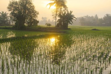 Pirinç tarlaları, pirinç bitkileri, gün doğumunda ağaçların siluetleri.