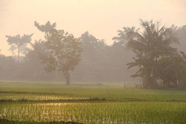 Pirinç tarlaları, pirinç bitkileri, gün doğumunda ağaçların siluetleri.