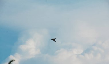 Mavi gökyüzünde uçan bir kuşun silüeti