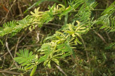 Prosopis Cineraria ya da petai dikenine benzeyen ama keskin dikenleri olan bir bitki.