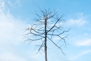 Ağaç gövdesi ve dalları olmayan ölü ağaçlar.