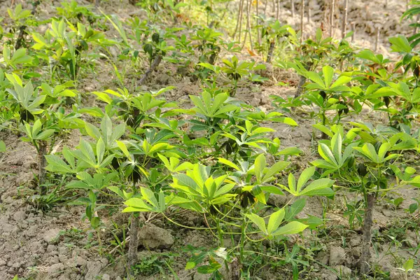 Cassava çiftçiliği tropikal ülkelerde bulunur ve bol bol yetişen manyok bitkileri sergiler.