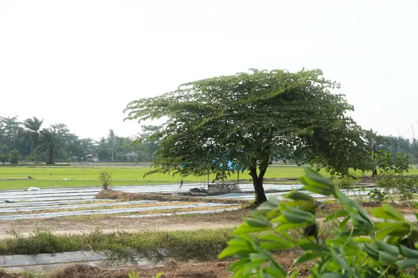 stock image Small huts in the middle of rice fields are usually used by farmers as a place to rest and avoid the sun