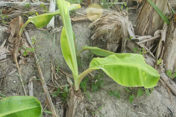 stock image Banana tree saplings or shoots from banana plants that live around the parent plant