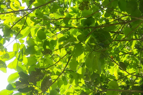 Sandoricum koetjape ya da Harp ağacı, büyük gövdesi ve yemyeşil yaprakları olan arp ağacının alçak meleği.