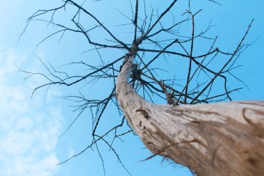 Ağaç gövdesi ve dalları olmayan ölü ağaçlar.