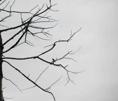 Ağaç gövdesi ve dalları olmayan ölü ağaçlar.