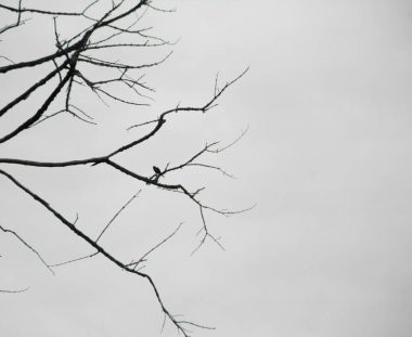 Ağaç gövdesi ve dalları olmayan ölü ağaçlar.