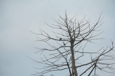 Ağaç gövdesi ve dalları olmayan ölü ağaçlar.