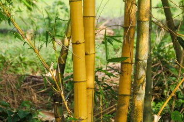 Endonezya 'nın ovalarında bol bol yetişen sarı Bambu bitkileri