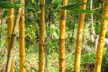 Endonezya 'nın ovalarında bol bol yetişen sarı Bambu bitkileri