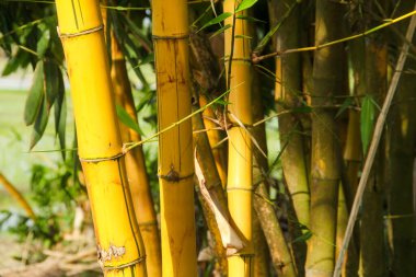 Endonezya 'nın ovalarında bol bol yetişen sarı Bambu bitkileri