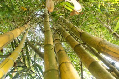 Endonezya 'nın ovalarında bol bol yetişen sarı Bambu bitkileri
