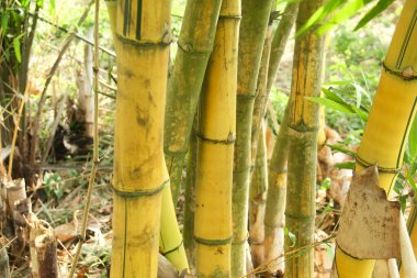 Endonezya 'nın ovalarında bol bol yetişen sarı Bambu bitkileri