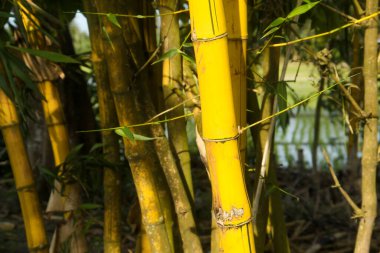 Endonezya 'nın ovalarında bol bol yetişen sarı Bambu bitkileri