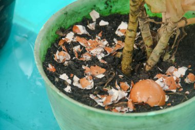 Yumurta kabukları ve bitkiler, yumurta kabuklarından elde edilen kalsiyum bitkilerin verimliliği için iyidir.