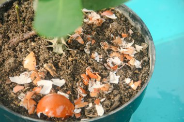 Yumurta kabukları ve bitkiler, yumurta kabuklarından elde edilen kalsiyum bitkilerin verimliliği için iyidir.