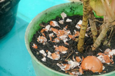 Yumurta kabukları ve bitkiler, yumurta kabuklarından elde edilen kalsiyum bitkilerin verimliliği için iyidir.