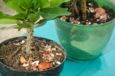 Yumurta kabukları ve bitkiler, yumurta kabuklarından elde edilen kalsiyum bitkilerin verimliliği için iyidir.