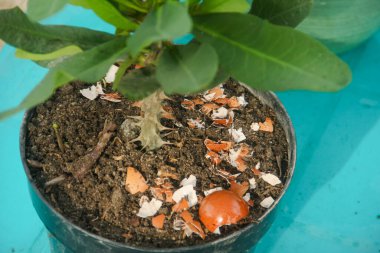 Yumurta kabukları ve bitkiler, yumurta kabuklarından elde edilen kalsiyum bitkilerin verimliliği için iyidir.