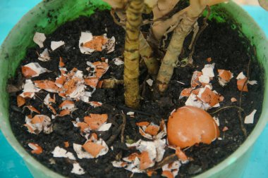 Yumurta kabukları ve bitkiler, yumurta kabuklarından elde edilen kalsiyum bitkilerin verimliliği için iyidir.