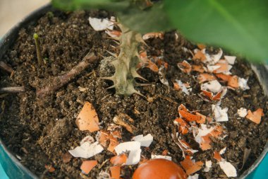 Yumurta kabukları ve bitkiler, yumurta kabuklarından elde edilen kalsiyum bitkilerin verimliliği için iyidir.