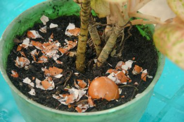 Yumurta kabukları ve bitkiler, yumurta kabuklarından elde edilen kalsiyum bitkilerin verimliliği için iyidir.