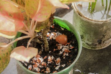 Yumurta kabukları ve bitkiler, yumurta kabuklarından elde edilen kalsiyum bitkilerin verimliliği için iyidir.