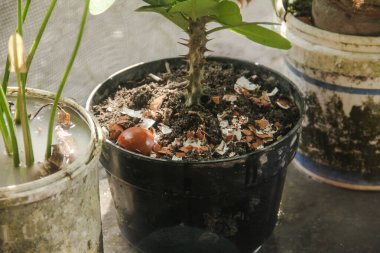 Yumurta kabukları ve bitkiler, yumurta kabuklarından elde edilen kalsiyum bitkilerin verimliliği için iyidir.