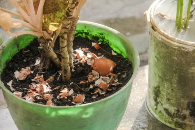 Yumurta kabukları ve bitkiler, yumurta kabuklarından elde edilen kalsiyum bitkilerin verimliliği için iyidir.