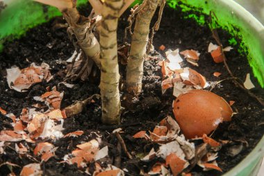 Yumurta kabukları ve bitkiler, yumurta kabuklarından elde edilen kalsiyum bitkilerin verimliliği için iyidir.