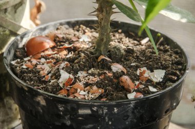 Yumurta kabukları ve bitkiler, yumurta kabuklarından elde edilen kalsiyum bitkilerin verimliliği için iyidir.