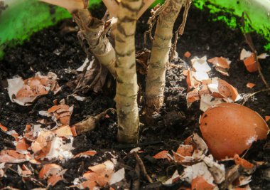 Yumurta kabukları ve bitkiler, yumurta kabuklarından elde edilen kalsiyum bitkilerin verimliliği için iyidir.